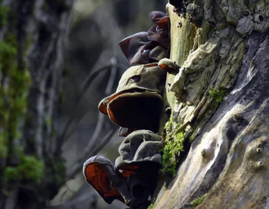 Miniatura: Zimowe grzybobranie. Te okazy nawet w...