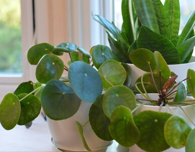 Miniatura: Pokrój, zalej, poczekaj. Nowe liście...