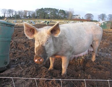 Miniatura: Afrykański pomór świń. Rolnicy rezygnują z...