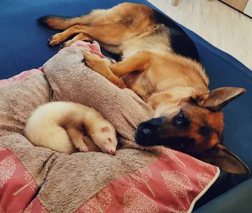 Nova i Pacco 