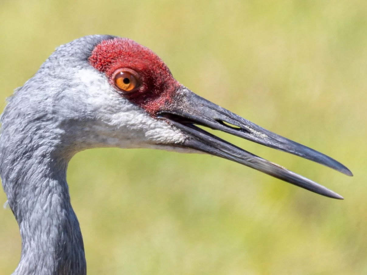 QUIZ językowy dla bystrzaków! Piąte pytanie to „killer”