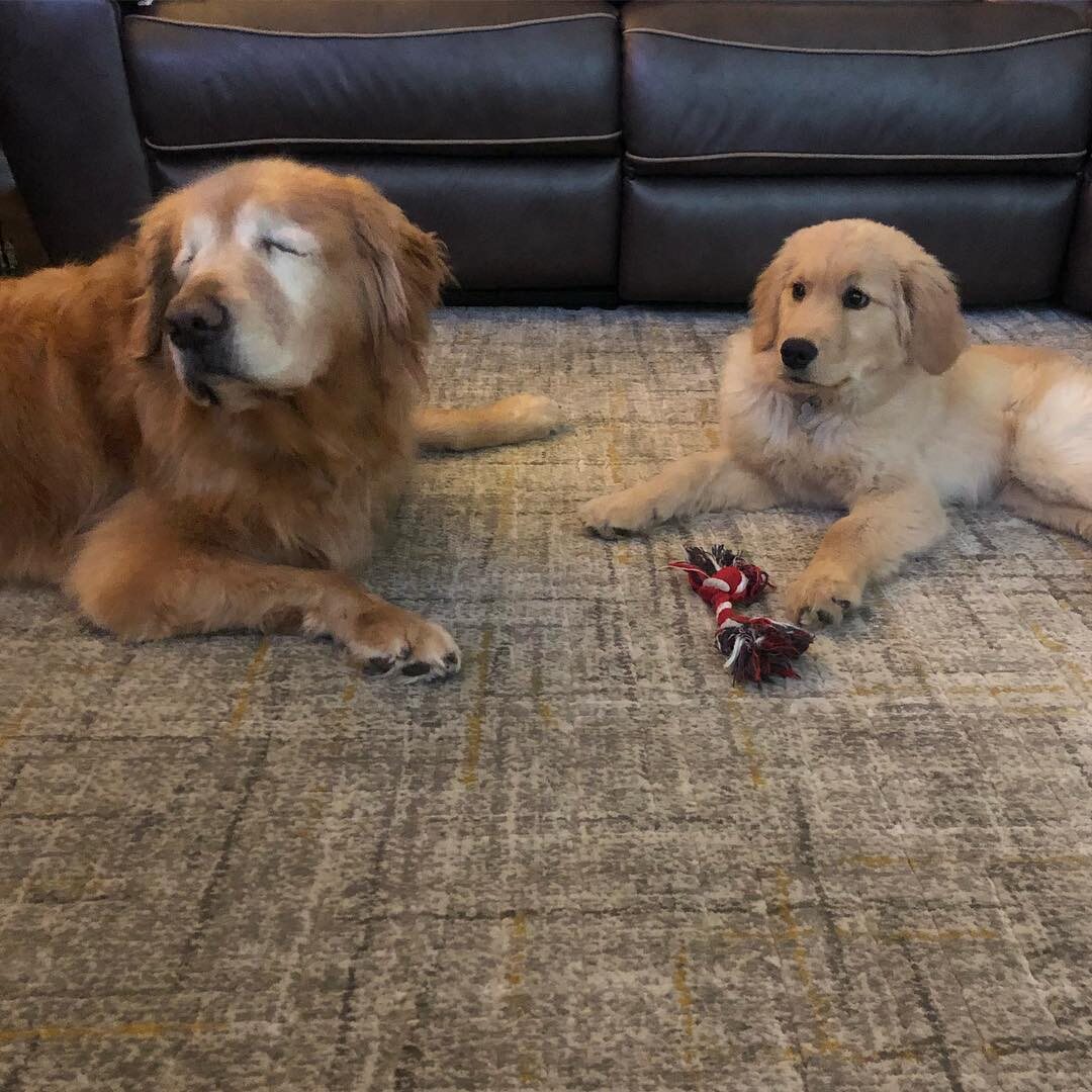 Psy na Instagramie 