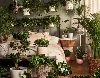 Miniatura: Masz małe mieszkanie? Te rośliny robią...