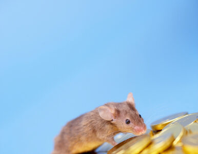 Miniatura: Belka o myszach, które nie zjedzą kasy