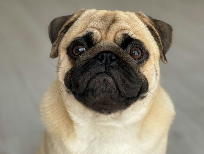 Mops, zdjęcie ilustracyjne