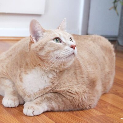 Miniatura: Kot Bronson waży 15 kg. Nowi właściciele...