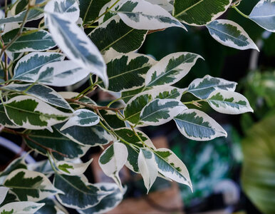 Miniatura: Zalej gorącą wodą, wystudź i podlej fikusa...