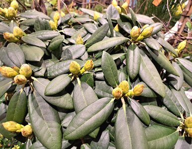 Miniatura: Zadbaj o rododendrony już w lutym. Wiosną...