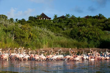 Necker Island 