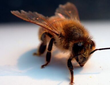 Miniatura: Pszczoły zamieszkały u... Komorowskiego