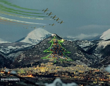 Miniatura: Największa na świecie choinka już świeci....