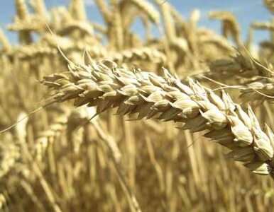 Miniatura: Zbiory zbóż w Polsce niższe o 13 procent....