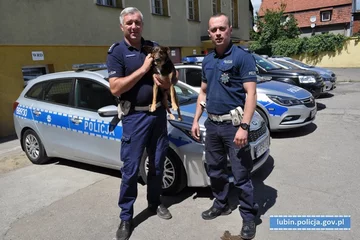 Piesek Tedy odnaleziony przez lubińskich policjantów 