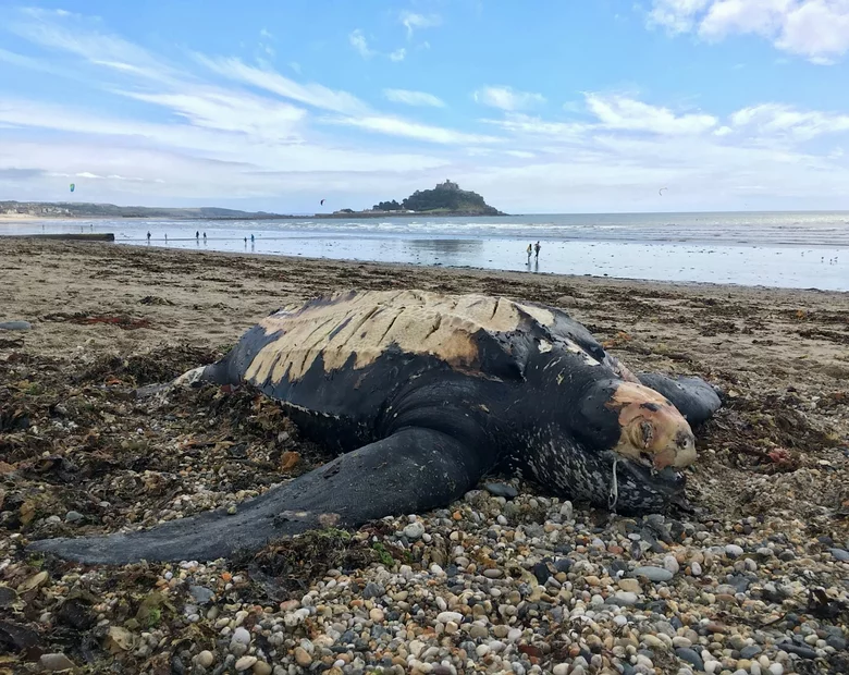 Miniatura: Tajemnicza śmierć gigantycznego żółwia...