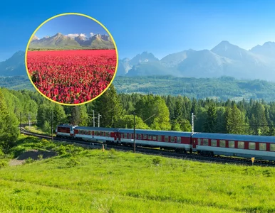 Miniatura: Pod Tatrami zakwitło czerwone morze....