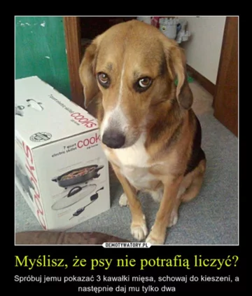 Mem z okazji Dnia Psa 