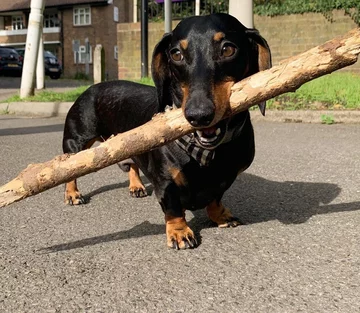 Monty the Miniature Dachshund 