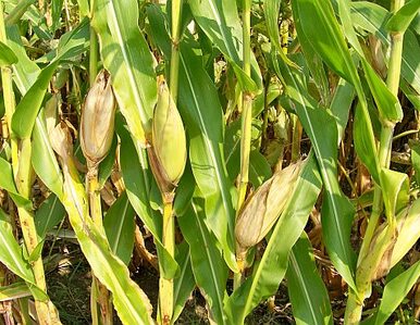 Miniatura: W Polsce nie będzie upraw kukurydzy GMO....