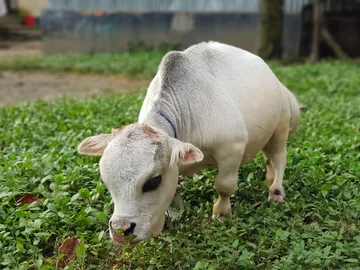 Niezwykła miniaturowa krowa z Bangladeszu 