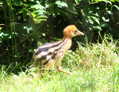 Miniatura: Warszawskie zoo ma nowego egzotycznego...