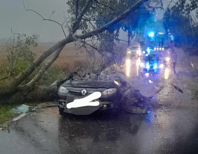 Miniatura: Tragiczny skutek sobotnich burz. Drzewo...