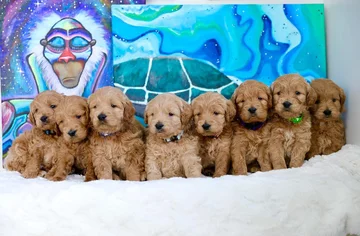 Psy rasy Golden Retriever 