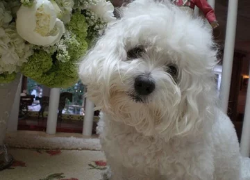 Psy Barbry Streisand 