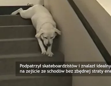 Miniatura: Najbardziej leniwy labrador na świecie?