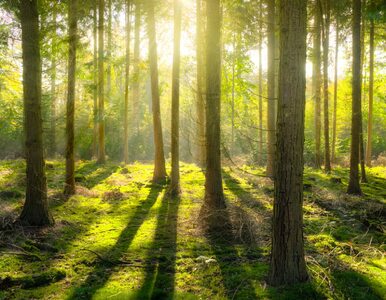 Naukowcy apelują o ochronę lasów przed zmianami klimatu