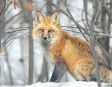 Miniatura: QUIZ. Popularne przysłowia ze zwierzętami....