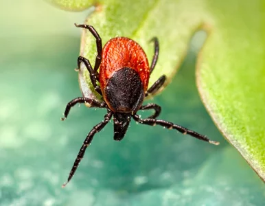 Miniatura: Polacy robią to w ogrodzie na potęgę....