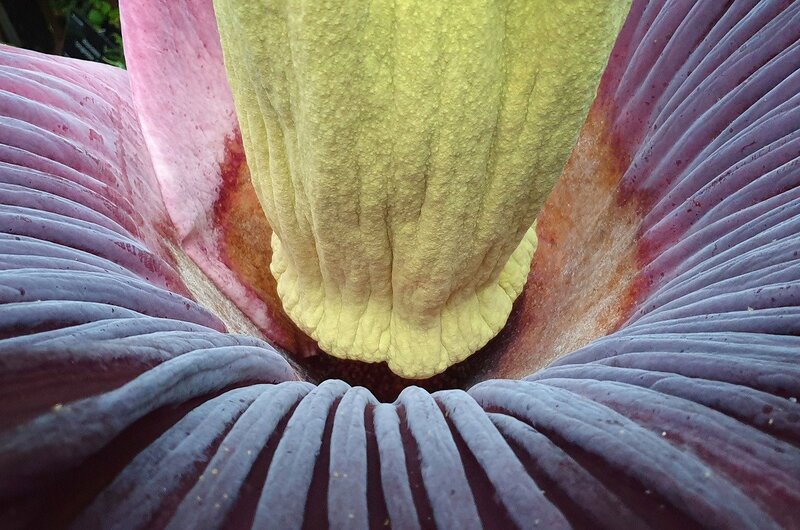Dziwidło olbrzymie / Amorphophallus titanum