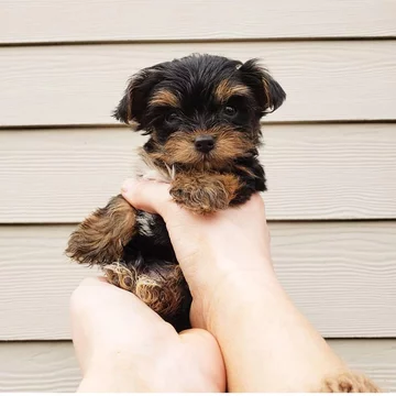 10. Yorkshire terrier 14,852,735 hashtagów związanych z tą rasą na Instagramie.