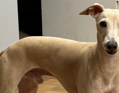 Miniatura: Zaginął charcik Henio. Warszawa postawiona...