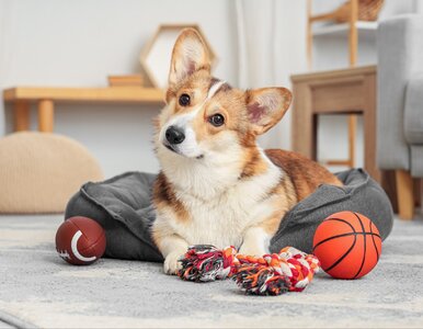 Miniatura: Ta zabawka może zabić twojego psa....