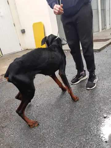 Pies, który trafił pod opiekę ISPCA 