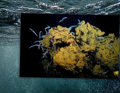 Miniatura: „Miasto Węgorzy” na dnie oceanu tętniło...