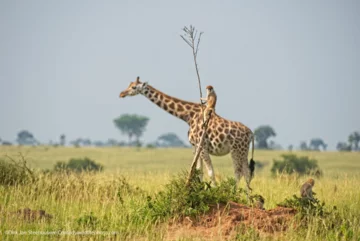 Finaliści konkursu Comedy Wildlife Photo Awards 2021 