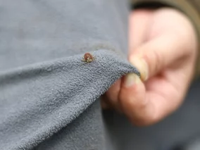 Miniatura: Kleszcze mają słaby punkt. Badacze...