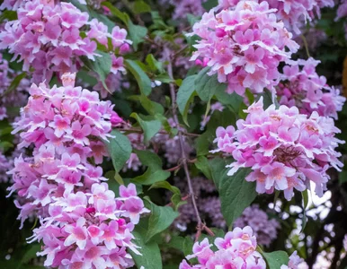 Miniatura: Zapomnij o rododendronie. Ten krzew...