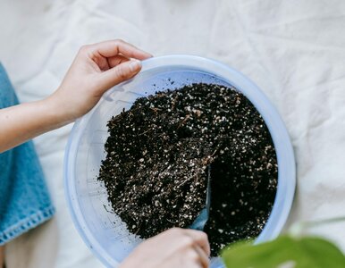 Miniatura: „Bigos” dla roślin – nie zjesz go, ale...