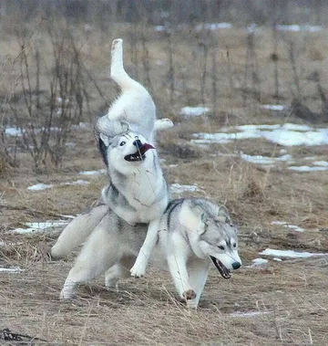 Majestatyczne husky syberyjskie, mówicie? 