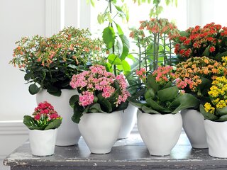 Kalanchoe Blossfelda