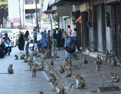 Miniatura: To miasto opanowały małpy. Władze chcą się...