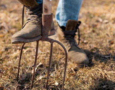 Miniatura: Nie przekopuj grządek na wiosnę. Ten jeden...