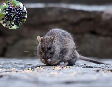 Miniatura: Szczury uciekają w panice z tych miejsc....