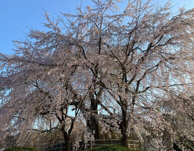 Miniatura: „Mała Japonia” w Polsce. Tutaj zobaczysz...
