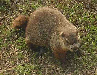 Miniatura: Świstak Phil przepowiada: zima potrwa...