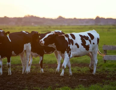 Miniatura: Zabijają więcej osób niż rekiny. Spotkasz...