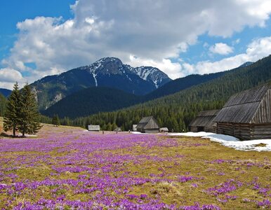 Miniatura: Kwitną najpiękniejsze kwiaty w Tatrach....